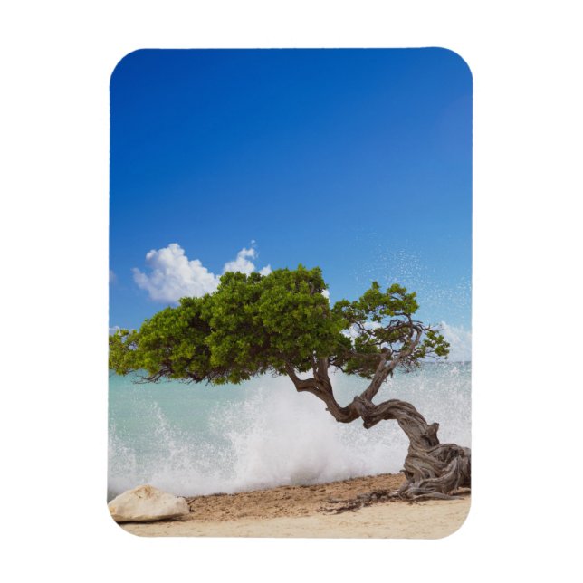 Divi Divi Tree, Eagle Beach, Aruba, Caribbean Magnet (Vertical)