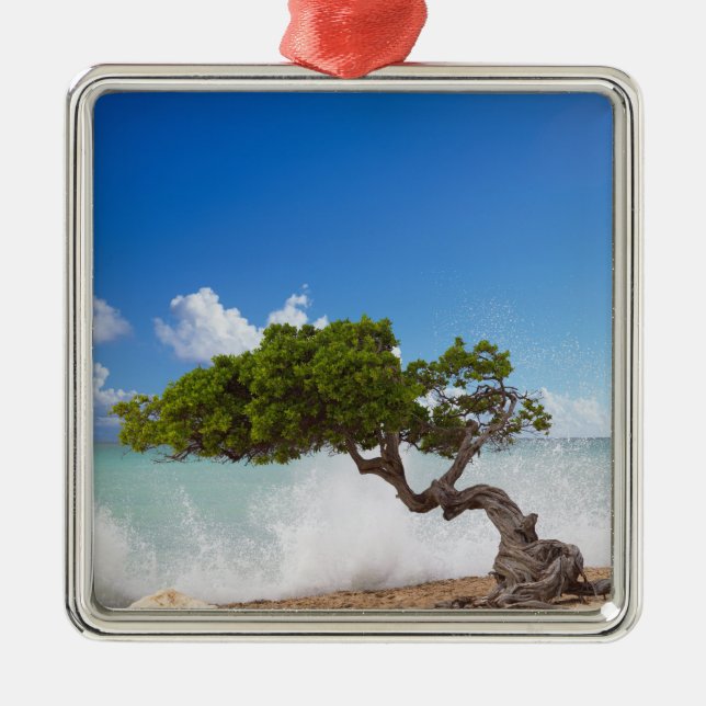 Divi Divi Tree, Eagle Beach, Aruba, Caribbean Metal Tree Decoration (Front)