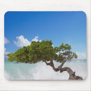 Divi Divi Tree, Eagle Beach, Aruba, Caribbean Mouse Mat