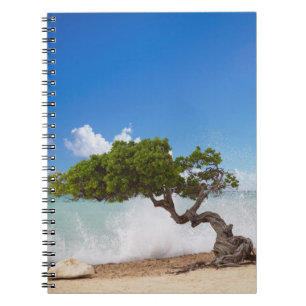 Divi Divi Tree, Eagle Beach, Aruba, Caribbean Notebook