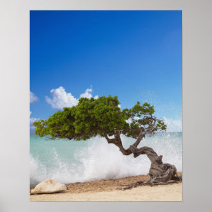 Divi Divi Tree, Eagle Beach, Aruba, Caribbean Poster