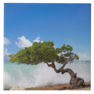 Divi Divi Tree, Eagle Beach, Aruba, Caribbean Tile