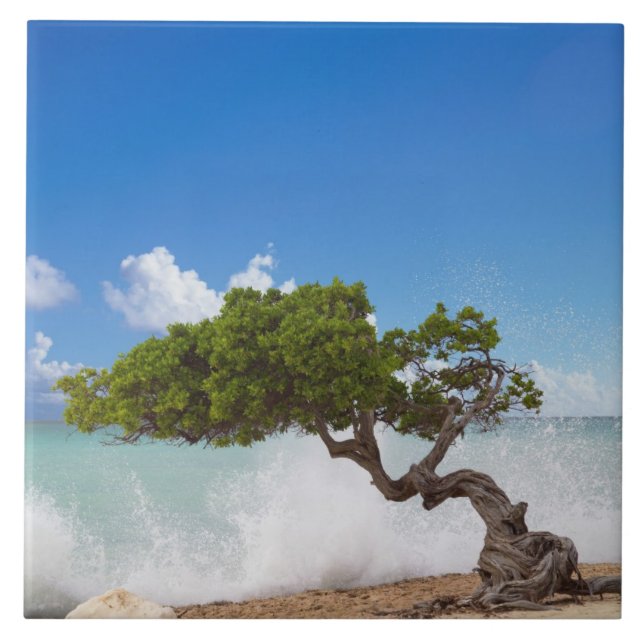 Divi Divi Tree, Eagle Beach, Aruba, Caribbean Tile (Front)