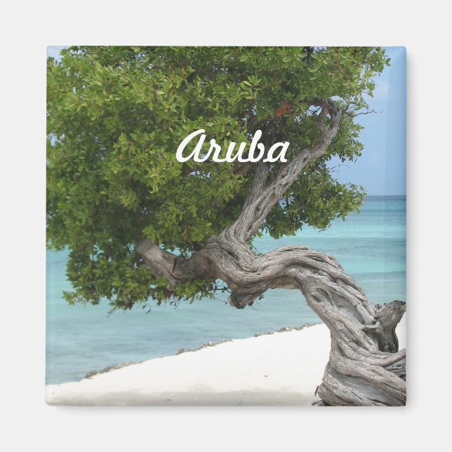 Divi Divi Tree in Aruba Magnet (Front)