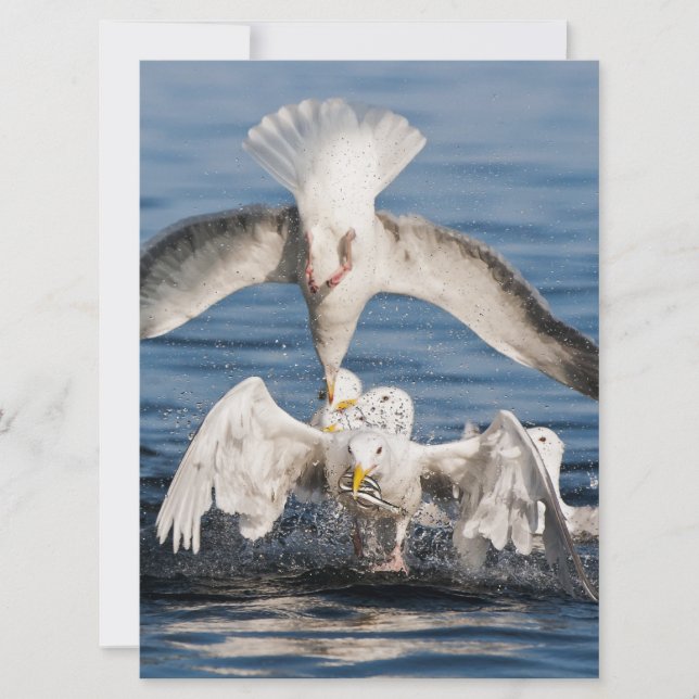 Diving Gulls (Front)