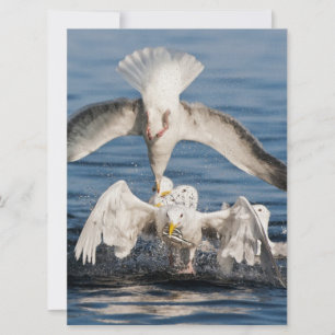 Diving Gulls