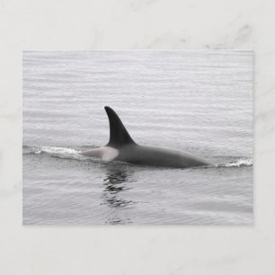 Diving Orca Postcard