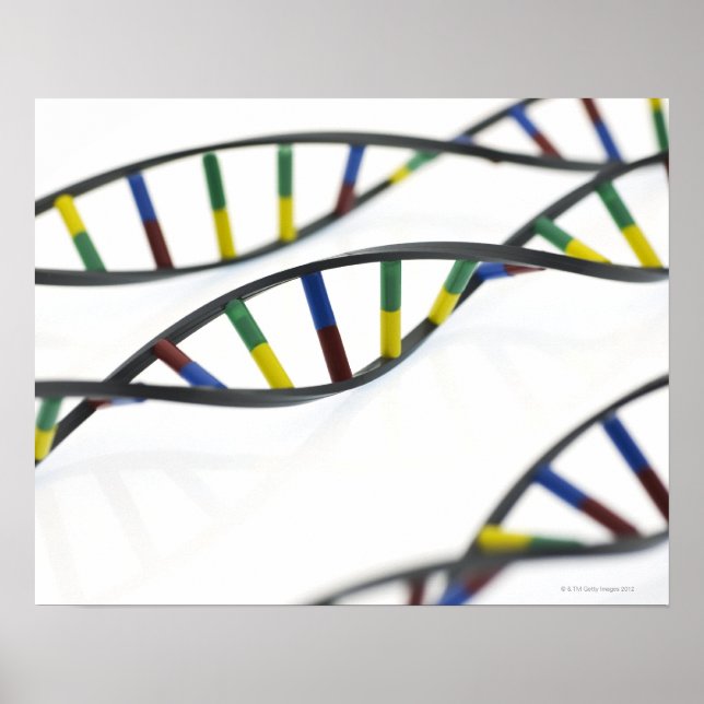 DNA (deoxyribonucleic acid) molecules. Poster (Front)