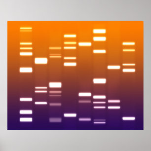 DNA Genetic Code Orange Blue Poster