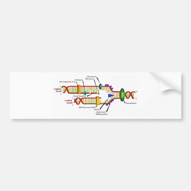 DNA replication Bumper Sticker (Front)
