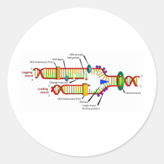 DNA replication Classic Round Sticker
