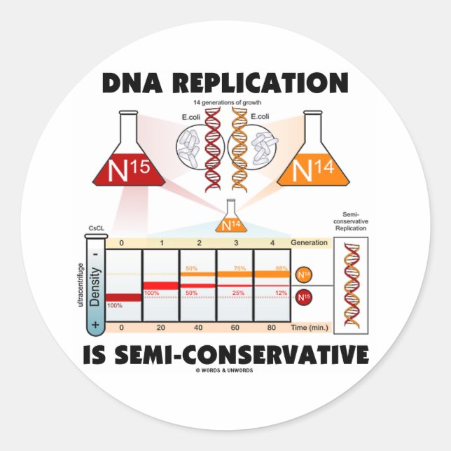 DNA Replication Is Semi-Conservative Classic Round Sticker (Front)