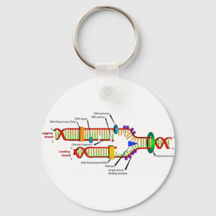 DNA replication Key Ring