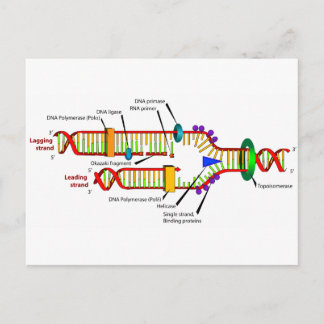 DNA replication Postcard