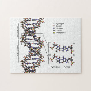 DNA Structure Deoxyribonucleic Acid Bases Diagram  Jigsaw Puzzle