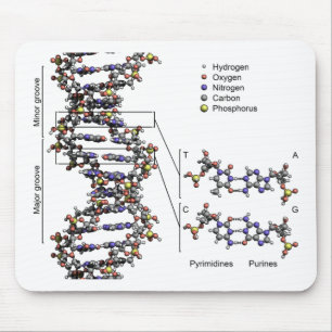 DNA Structure Deoxyribonucleic Acid Bases Diagram  Mouse Mat
