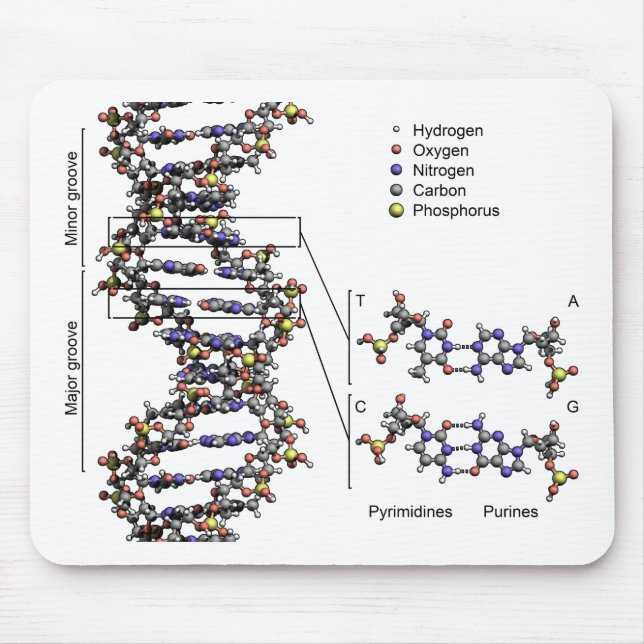 DNA Structure Deoxyribonucleic Acid Bases Diagram  Mouse Mat (Front)