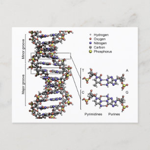 DNA Structure Deoxyribonucleic Acid Bases Diagram  Postcard