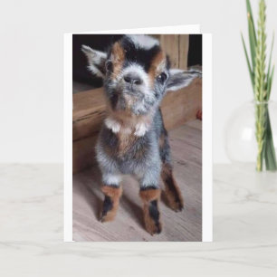DO A BABY GOAT A FAVOR "HAPPY BIRTHDAY" CARD
