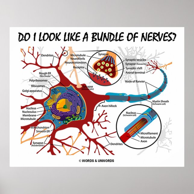 Do I Look Like A Bundle Of Nerves? Neuron Synapse Poster (Front)