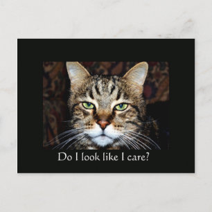 Do I look like I care? Postcard