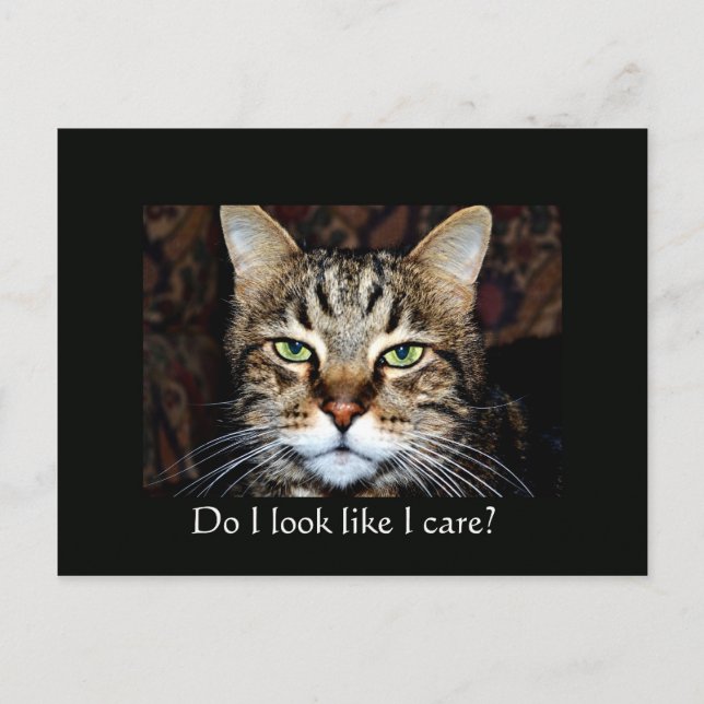 Do I look like I care? Postcard (Front)