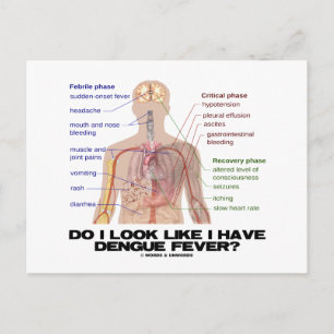 Do I Look Like I Have Dengue Fever? (Anatomy) Postcard