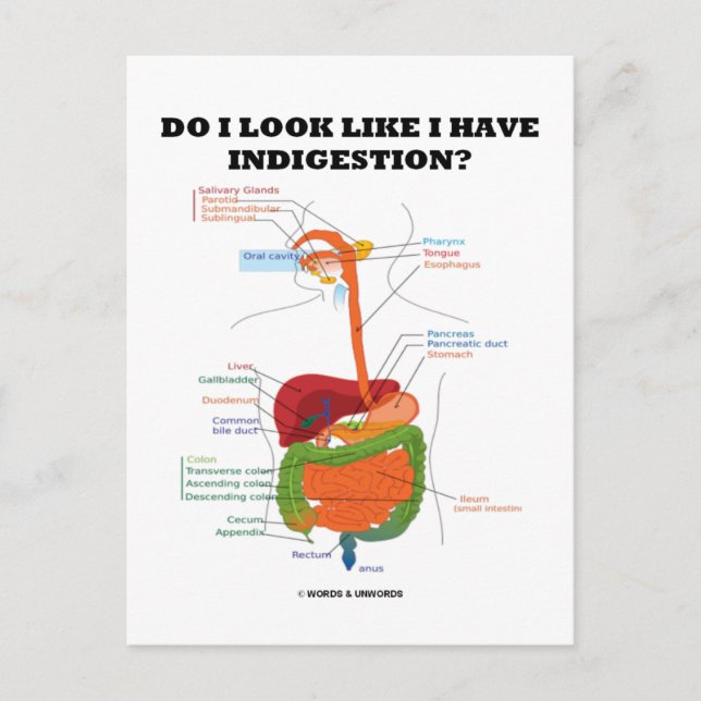 Do I Look Like I Have Indigestion? (Medical) Postcard (Front)