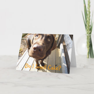 Do I Smell Cake? Chocolate Lab Greeting Card