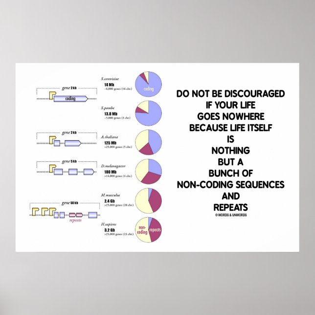 Do Not Be Discouraged Life Non-Coding Sequences Poster (Front)