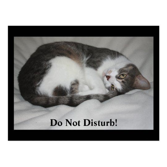 Do Not Disturb! Postcard
