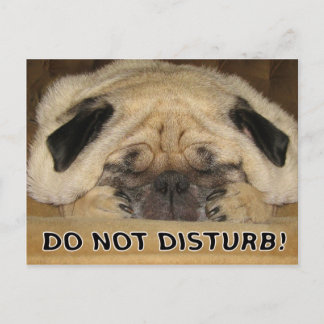 Do Not Disturb Pug Postcard