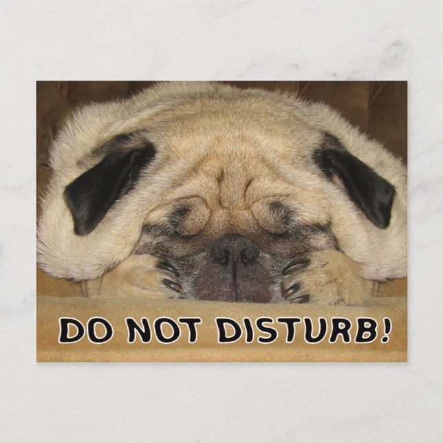 Do Not Disturb Pug Postcard (Front)