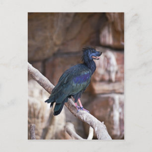 Dobbibis Postcard