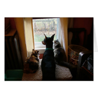 Doberman and Cats