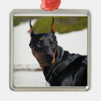 Doberman - Black - Bogie