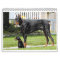 Doberman Calendar