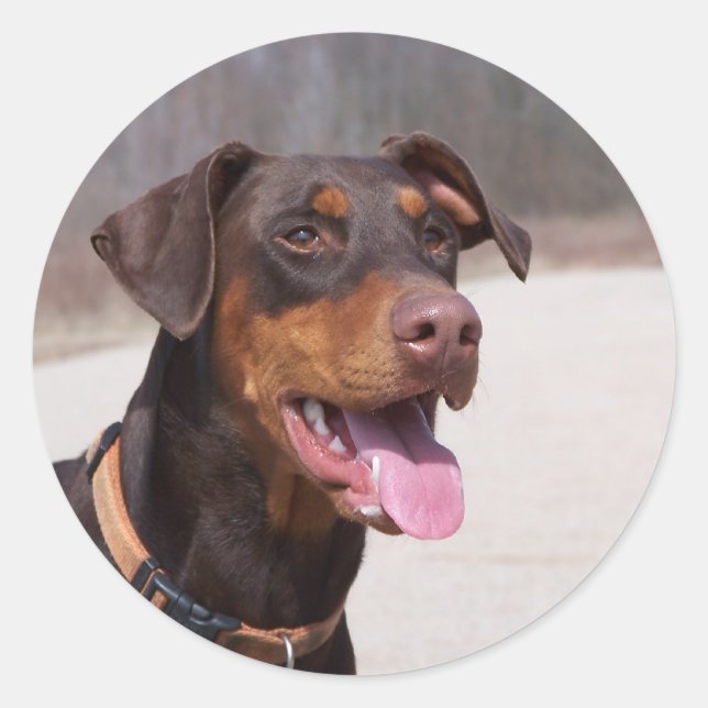 Doberman Classic Round Sticker (Front)