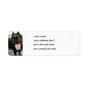 doberman-close up