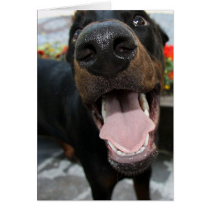 doberman-close up.png