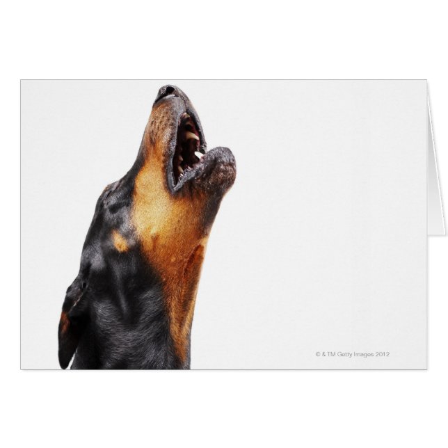 Doberman howling, close-up (Front Horizontal)