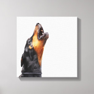 Doberman howling, close-up canvas print