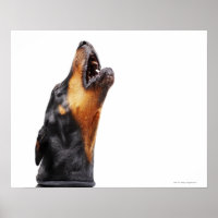 Doberman howling, close-up