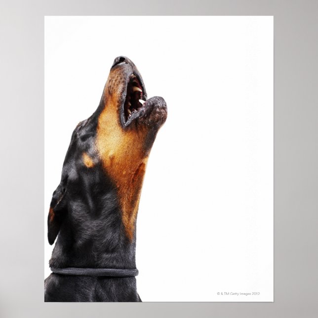 Doberman howling poster (Front)