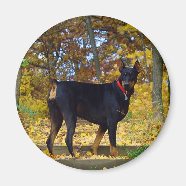 Doberman Magnet (Front)