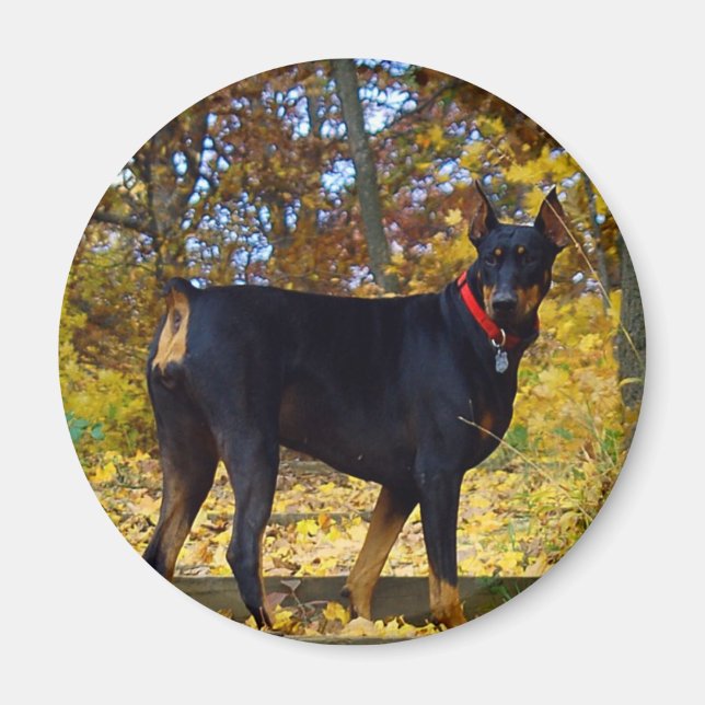 Doberman Magnet (Front)