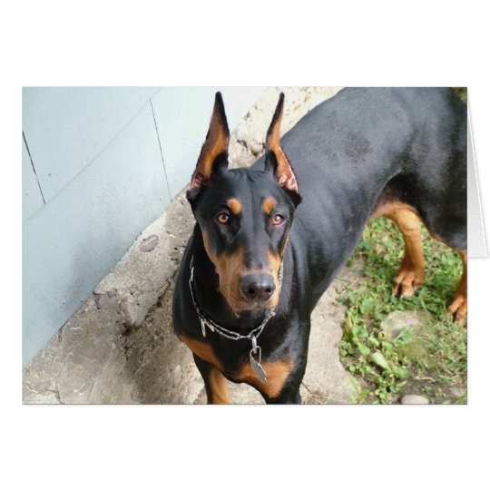 Doberman Pincher Card