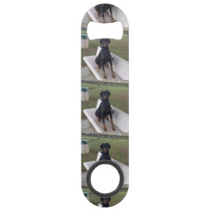 doberman pincher sitting