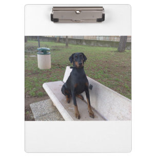 doberman pincher sitting clipboard