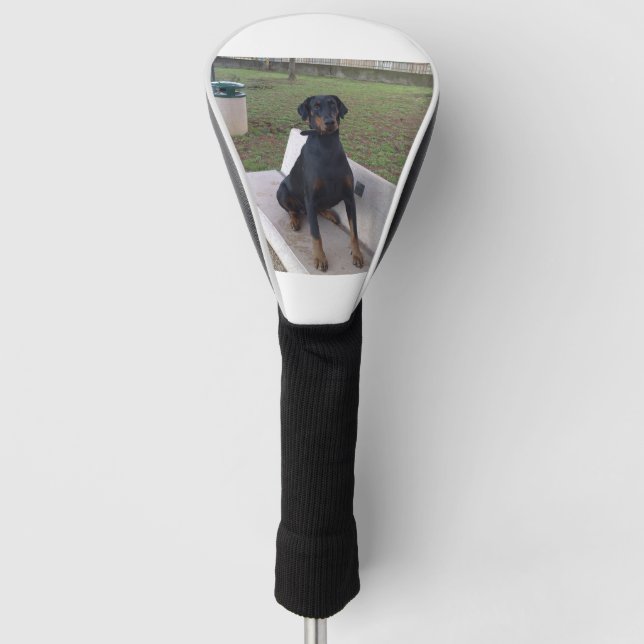 doberman pincher sitting golf head cover (Front)